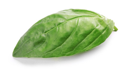 Fresh basis leaf isolated on white