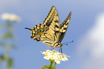 Swallowtail feeding on Lantana flowers. Slow shutter speed to capture wing fluttering.