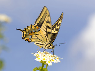 Swallowtail feeding on Lantana flowers. Slow shutter speed to capture wing fluttering.