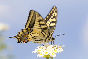 Swallowtail feeding on Lantana flowers. Slow shutter speed to capture wing fluttering.