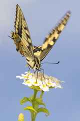 Swallowtail feeding on Lantana flowers. Slow shutter speed to capture wing fluttering.