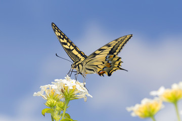 Naklejka premium Swallowtail feeding on Lantana flowers. Slow shutter speed to capture wing fluttering.