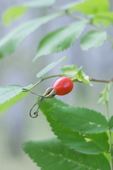 berry rosehip close-up