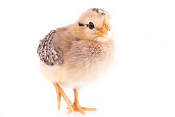 Baby chicken isolated on white