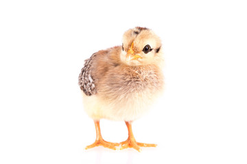 Baby chicken isolated on white