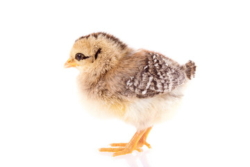 Baby chicken isolated on white
