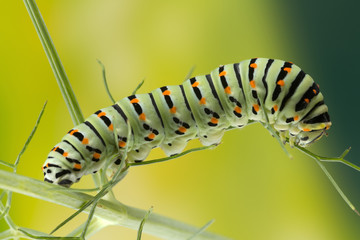 Caterpillar of the Maltese Swallowtail Butterfly eating fennel leaves, 10 days after hatching. It is now about 40 mm long and nearing its final days as a caterpillar.