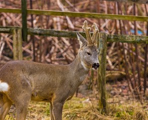 Roe deer portrait