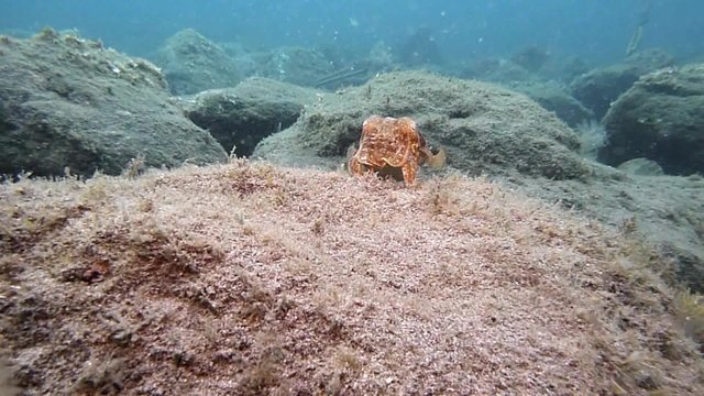 Cuttlefish restlessly in front of the camera, changing color and fleeing 