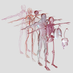 Human anatomy exploded view, deconstructed. Separate elements muscle, bone, organs, nervous system, lymphatic system, vascular system. Vibrant colors. Scan.