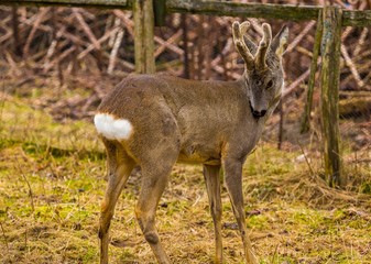 Roe deer portrait