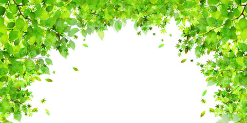 葉　新緑　木　背景