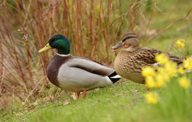 Mallard, Duck, Anas platyrhynchos
