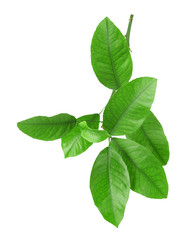 Green citrus leaves isolated on white