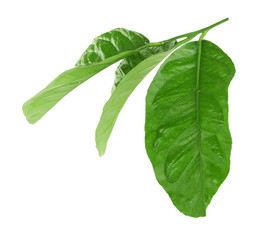 Green citrus leaves isolated on white