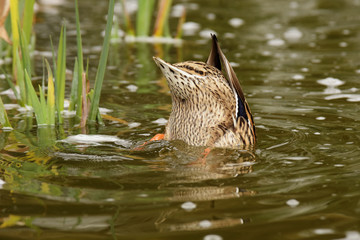 Mallard, Duck, Anas platyrhynchos