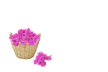pink-purple color Bougainvillea flowers  in the brown weave basket
