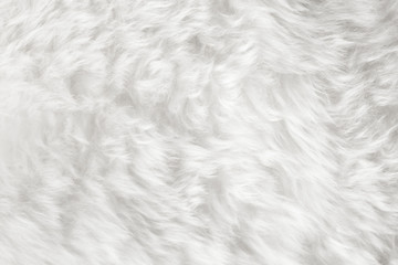 Fototapeta na wymiar natural white fur background