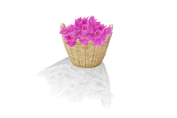 pink-purple color Bougainvillea flowers pile in the brown weave