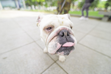dog, animal, outdoor, friend, outside, happy