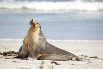Australischer Seelöwe (Neophoca cinerea)