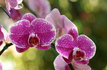 orchids is considered the queen of flowers in Thailand