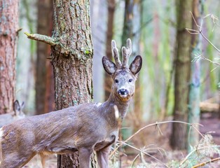 Roe deer portrait