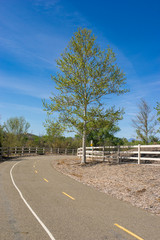 Fototapeta na wymiar Tree on Bike Path