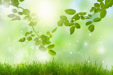 Beauty sunny day in the forest, abstract natural backgrounds