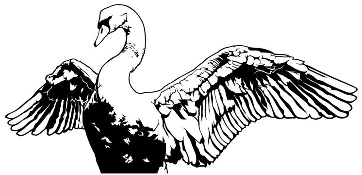 Swan with Outstretched Wings - Outlined Black and White Illustration, Vector