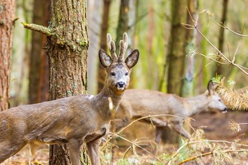 Roe deer portrait