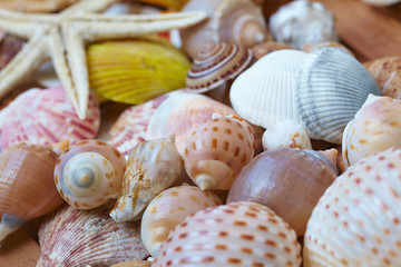 different shells