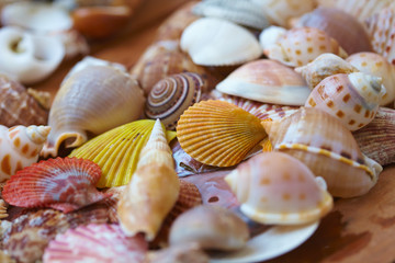 different shells