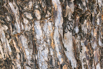 Background of tree bark texture