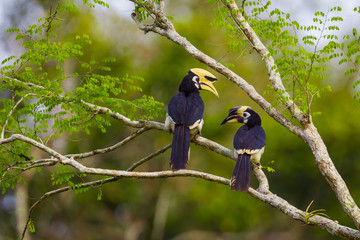 Close up portrait of Oriental pied hornbill(Anthracoceros albirostris) 