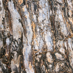 Background of tree bark texture