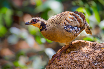 Close up of Bar-backed Partridge ( Arborophila brunneopectus ) 