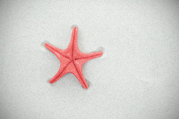 Fototapeta na wymiar Red starfish on sand, vignette effect, space for text.