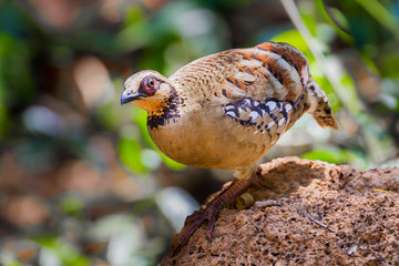 Close up of Bar-backed Partridge ( Arborophila brunneopectus ) 