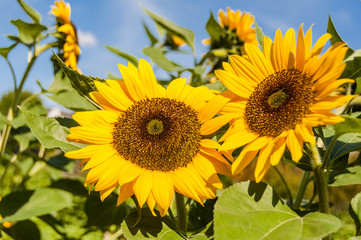Basel, Stadt, Sonnenblumen, Herbstblumen, Herbstfest, Blumenfeld, Gartenarbeit, Herbstmarkt, Herbst, Schweiz