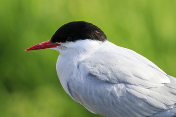 Arctic tern