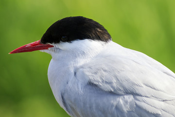 Arctic tern