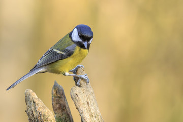 Great tit