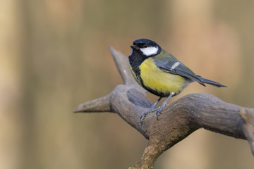 Great Tit (Parus major)