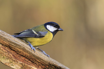 Great tit