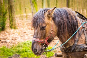 Horse in harness - animal portrait