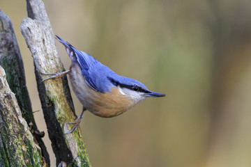 Nuthatch