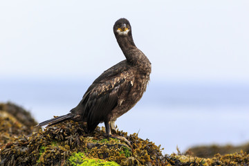 Shag, Farne Islands