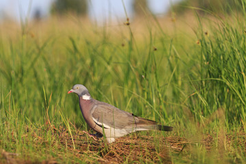 ringdove the morning watering/ringdove the morning watering, green grass, wild bird