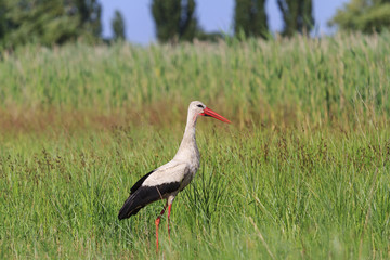 White stork summer morning in the grass/stork summer morning among the green grass, forbs grass